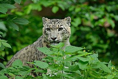 逃生试炼强化剂怎么获得？逃生试炼强化剂怎么合成？